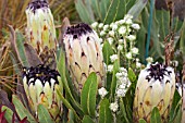 PROTEA NERIIFOLIA, THE OLEANDER PROTEA