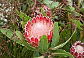 PROTEA JULIA WITH RESTIOS