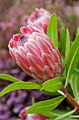 PROTEA COMPACTA