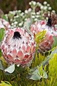 PROTEA MAGNIFICA