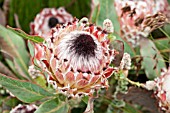 PROTEA MAGNIFICA