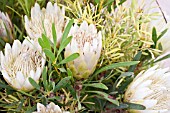 WHITE PROTEA