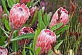 PROTEA PINK ICE