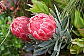 PROTEA VENUS