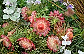 PROTEA PITYPHILLA