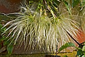 CLEMATIS NAPAULENSIS SEEDHEADS