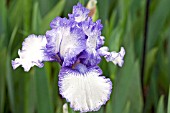 IRIS ORINOCO FLOW