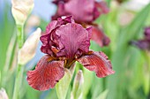 IRIS LANGPORT WREN