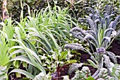 LEEKS, BEETROOT AND KALE IN KITCHEN GARDEN