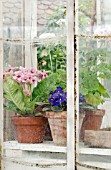 STREPTOCARPUS, SAINTPAULIA AND PELARGONIUMS IN OLD GREENHOUSE, VIEWED THROUGH GLASS.