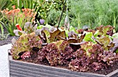 LETTUCE AND FENNEL IN A RAISED BED