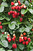 STRAWBERRIES IN A TOWER