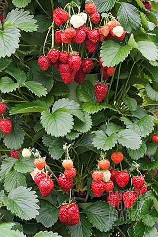 STRAWBERRIES_IN_A_TOWER