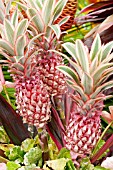 ANANAS BRACTEATUS TRICOLOR