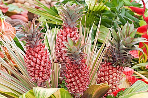 ANANAS_BRACTEATUS_TRICOLOR