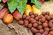 MORICHE PALM FRUIT WITH COCOA PODS