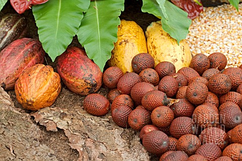 MORICHE_PALM_FRUIT_WITH_COCOA_PODS