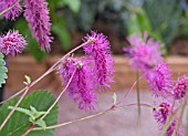 SANGUISORBA MAGNIFICA