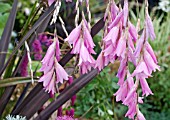 DIERAMA PULCHERRIMUM WITH DARK PHORMIUM