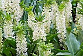 EUCOMIS AUTUMNALIS