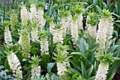 EUCOMIS AUTUMNALIS