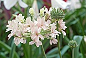 PELARGONIUM LURIDUM