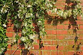 CLEMATIS NAPAULENSIS SEEDHEADS,  PLANT TRAINED AGAINST A BRICK WALL.