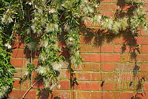 CLEMATIS_NAPAULENSIS_SEEDHEADS__PLANT_TRAINED_AGAINST_A_BRICK_WALL