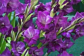 GLADIOLUS PURPLE SENSATION