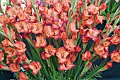 GLADIOLUS ANTIQUA