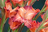 GLADIOLUS ANTIQUA