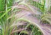 HORDEUM JUBATUM