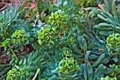 EUPHORBIA PORTLANDICA,  PORTLAND SPURGE