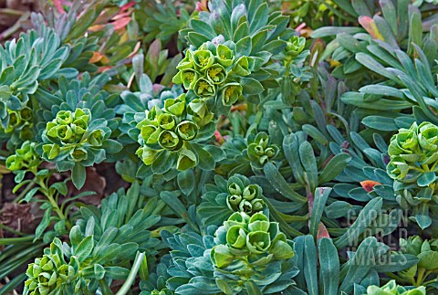 EUPHORBIA_PORTLANDICA__PORTLAND_SPURGE