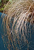 CAREX COMANS BRONZE