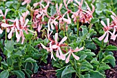 PELARGONIUM ACETOSUM