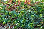 EUPHORBIA PORTLANDICA GROWING PLANT IN A WILD GARDEN.