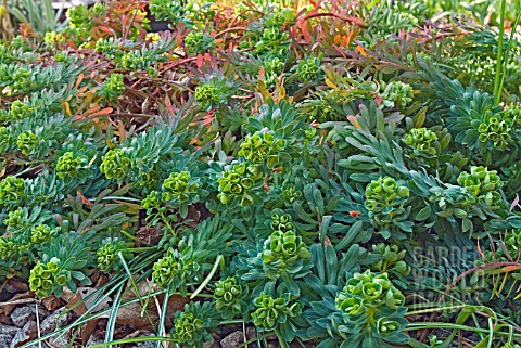 EUPHORBIA_PORTLANDICA_GROWING_PLANT_IN_A_WILD_GARDEN