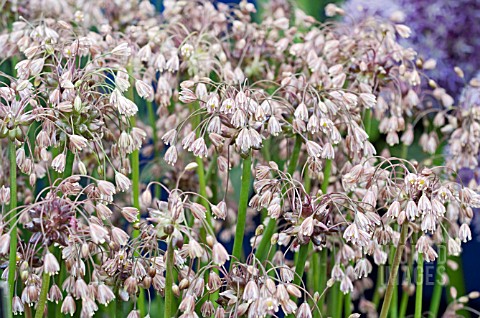 ALLIUM_DREADLOCK