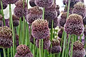 ALLIUM FORELOCK