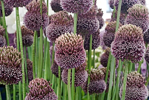 ALLIUM_FORELOCK