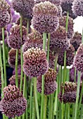 ALLIUM FORELOCK