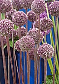 ALLIUM SUMMER DRUMMER