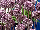 ALLIUM SUMMER DRUMMER