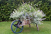 WHEELBARROW PLANTED WITH TRAILING SUMMER PLANTS AT ROSEMOOR GARDEN