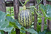 DEVELOPING GOURD