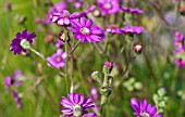 SENECIO POLYODON