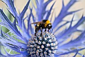 BUFF TAILED BUMBLEBEE, BOMBUS TERRESTRIS, ON ERYNGIUM