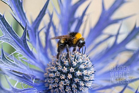 BUFF_TAILED_BUMBLEBEE_BOMBUS_TERRESTRIS_ON_ERYNGIUM