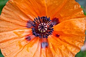 PAPAVER ORIENTALE SAFFRON